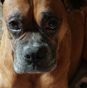 Meet your Posher, Joyce